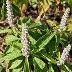 Elsholtzia stauntonii Flor