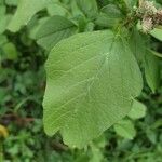 Amaranthus blitum Лист