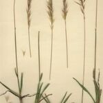 Helictochloa albinervis