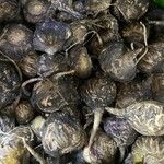 Dioscorea bulbifera Fruit