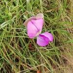 Vigna unguiculata Flower