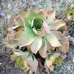 Aeonium nobile 葉