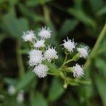 Ageratina riparia Кветка