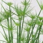 Cyperus haspan Leaf