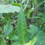 Commelina africana Leaf