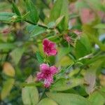 Jasminum beesianum Blomst