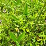 Trifolium montanum Leaf