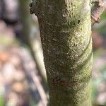Cistus salviifolius 樹皮