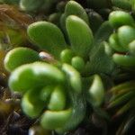 Baccharis alpina Leaf