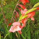 Gladiolus communis Õis