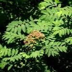 Sorbus americana Lapas