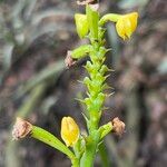 Polystachya pyramidalis Flower