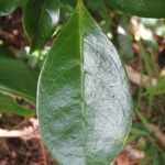 Coffea mauritiana Leaf