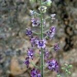 Delphinium staphisagria Blüte