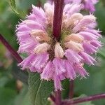 Phlomoides tuberosa 花