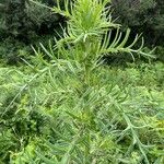 Cirsium ferox Leaf