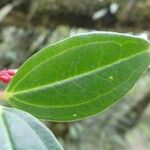 Lijndenia roborea ഇല