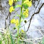 Euphorbia biumbellata Fleur
