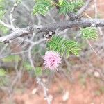 Mimosa aculeaticarpa Flor