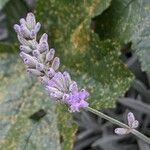 Lavandula angustifolia Flower