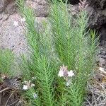 Campylanthus salsoloides Hábito