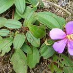 Melastoma malabathricum Leaf