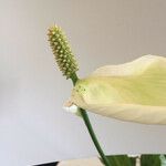 Spathiphyllum wallisii RegelКвітка