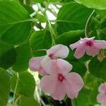 Impatiens walleriana Flower