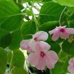 Impatiens walleriana Flower