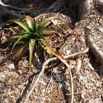 Aloe mayottensis Habitus