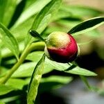 Paeonia mascula Folio