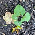 Dichondra carolinensis Feuille