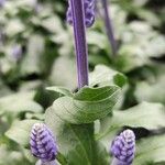 Salvia farinacea Bark