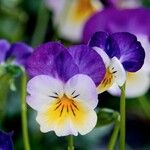 Viola × williamsii