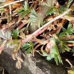 Potentilla crantzii Plante entière