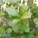 Syzygium paniculatum Листок