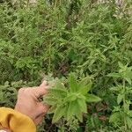 Lippia micromera Лист