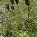 Veronica bellidioides Libunga