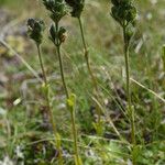 Veronica bellidioides Vekstform