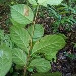 Guarea pubescens Leaf