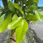 Tabebuia heterophylla Levél