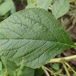 Amaranthus blitum Leaf