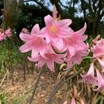 Crinum × powellii Flower