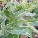 Centaurea montana Hoja