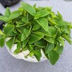 Peperomia humilis List