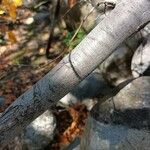 Nothofagus macrocarpa Bark