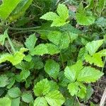 Rubus hispidus Yaprak