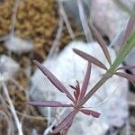 Crucianella latifolia 叶