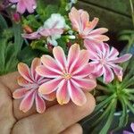 Lewisia cotyledonFlor