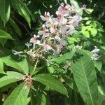 Aesculus indica Flower